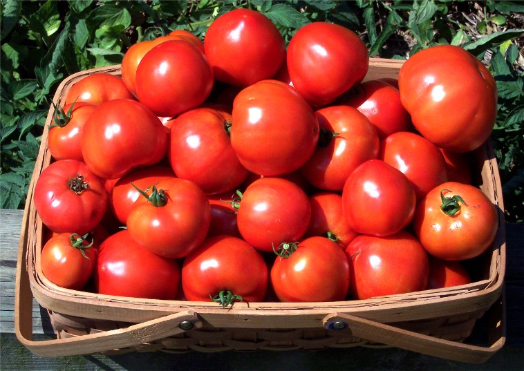 pomidori-anymenu