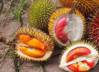 durian-korolevskij-vkus-i-zapax-nishhego